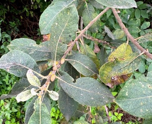 Salix cinerea