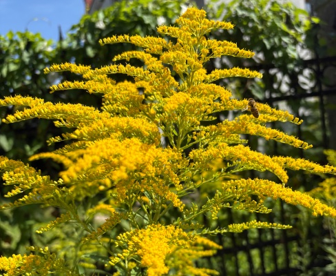 Solidago canadensis