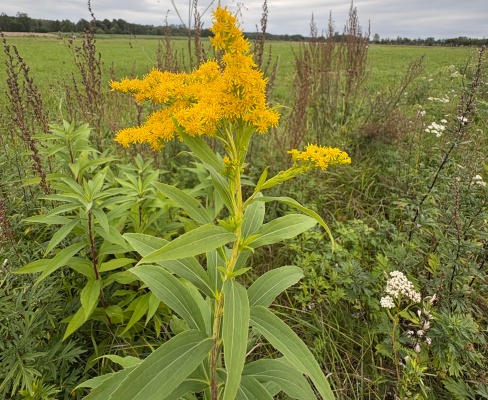 Solidago gigantea