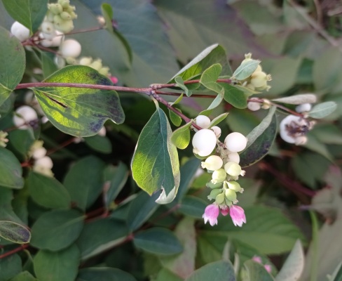 Symphoricarpos albus