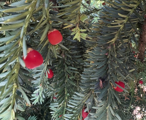Taxus baccata