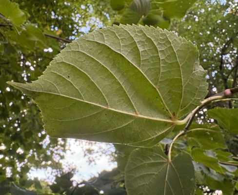 Tilia cordata