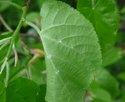 Tilia platyphyllos