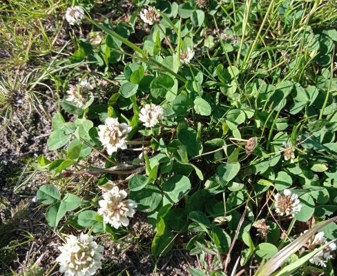 Trifolium repens