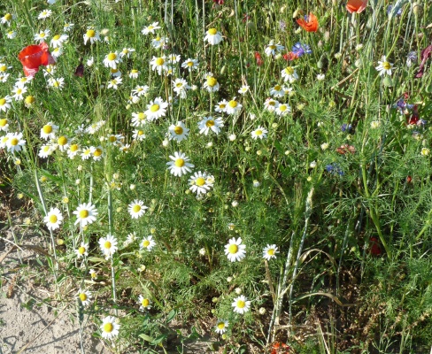 Tripleurospermum inodorum