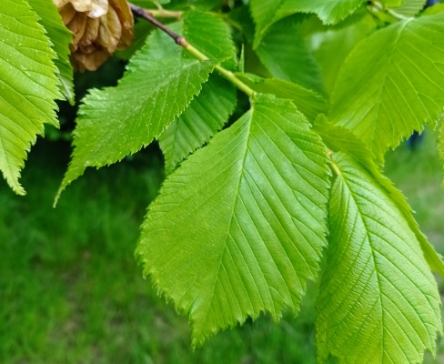 Ulmus glabra