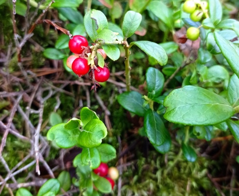 Vaccinium vitis-idaea