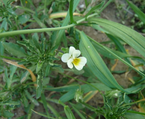 Viola arvensis