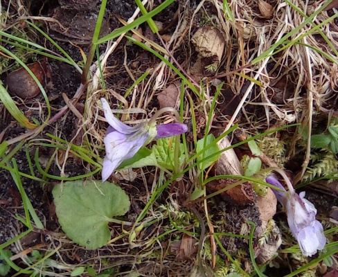 Viola reichenbachiana