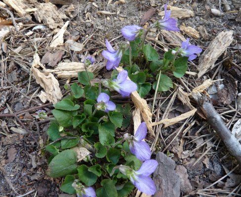 Viola riviniana