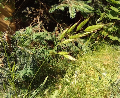 Bromus hordeaceus