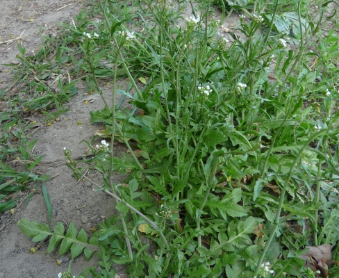 Capsella bursa-pastoris