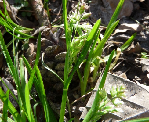 Poa annua