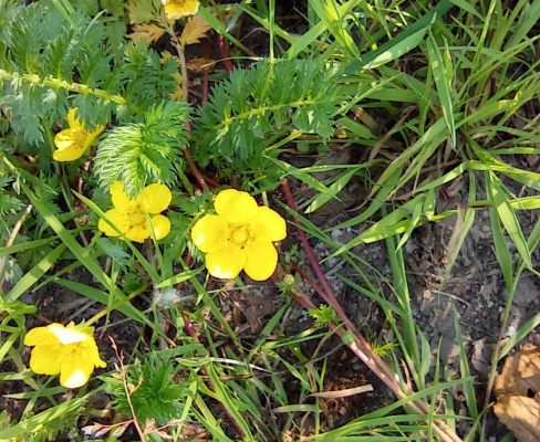 Potentilla anserina