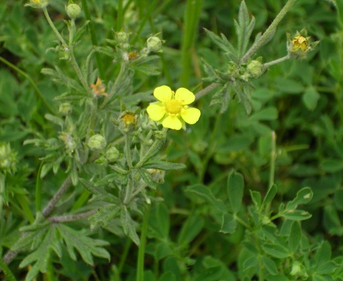 Potentilla argentea