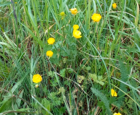 Ranunculus bulbosus