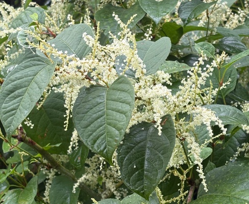 Reynoutria japonica