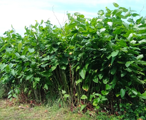 Reynoutria sachalinensis