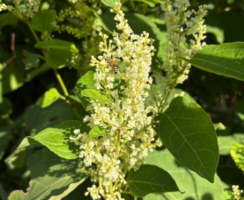 Reynoutria × bohemica