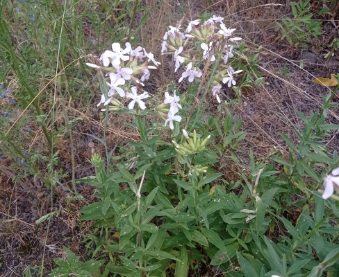 Saponaria officinalis