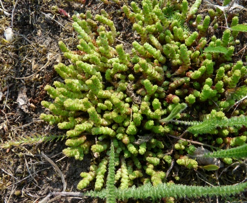 Sedum acre