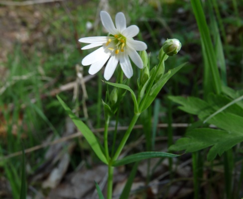 Stellaria holostea