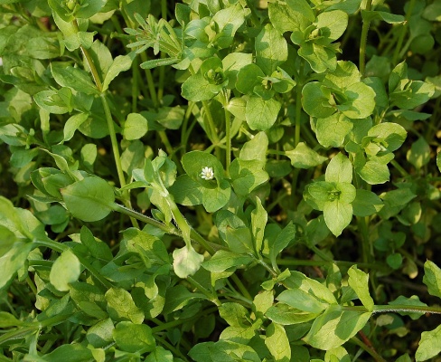Stellaria media