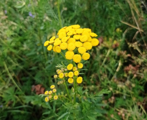 Tanacetum vulgare