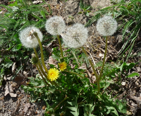 Taraxacum officinale