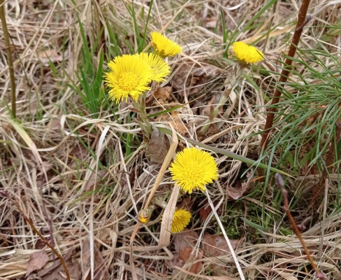 Tussilago farfara