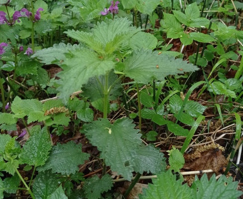 Urtica dioica