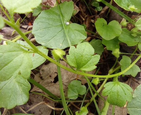 Veronica hedrifolia